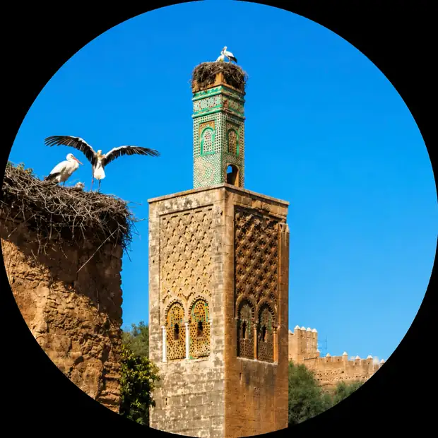 Minaret and storks within the archaeological landscape of Chellah