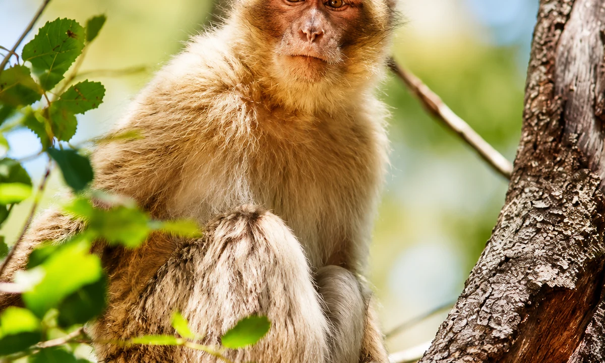 Barbary macaque habitat — Atlas, Interior and Mountain Morocco