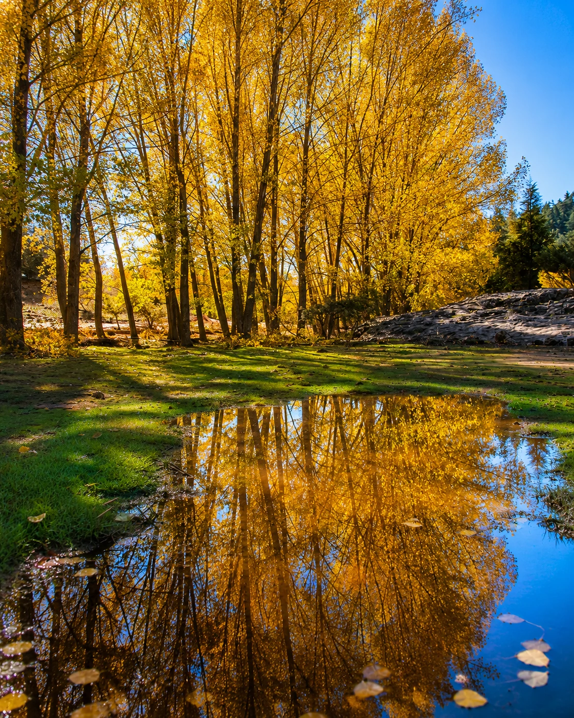 Ifrane National Park cedar forest and lake landscape in the Middle Atlas