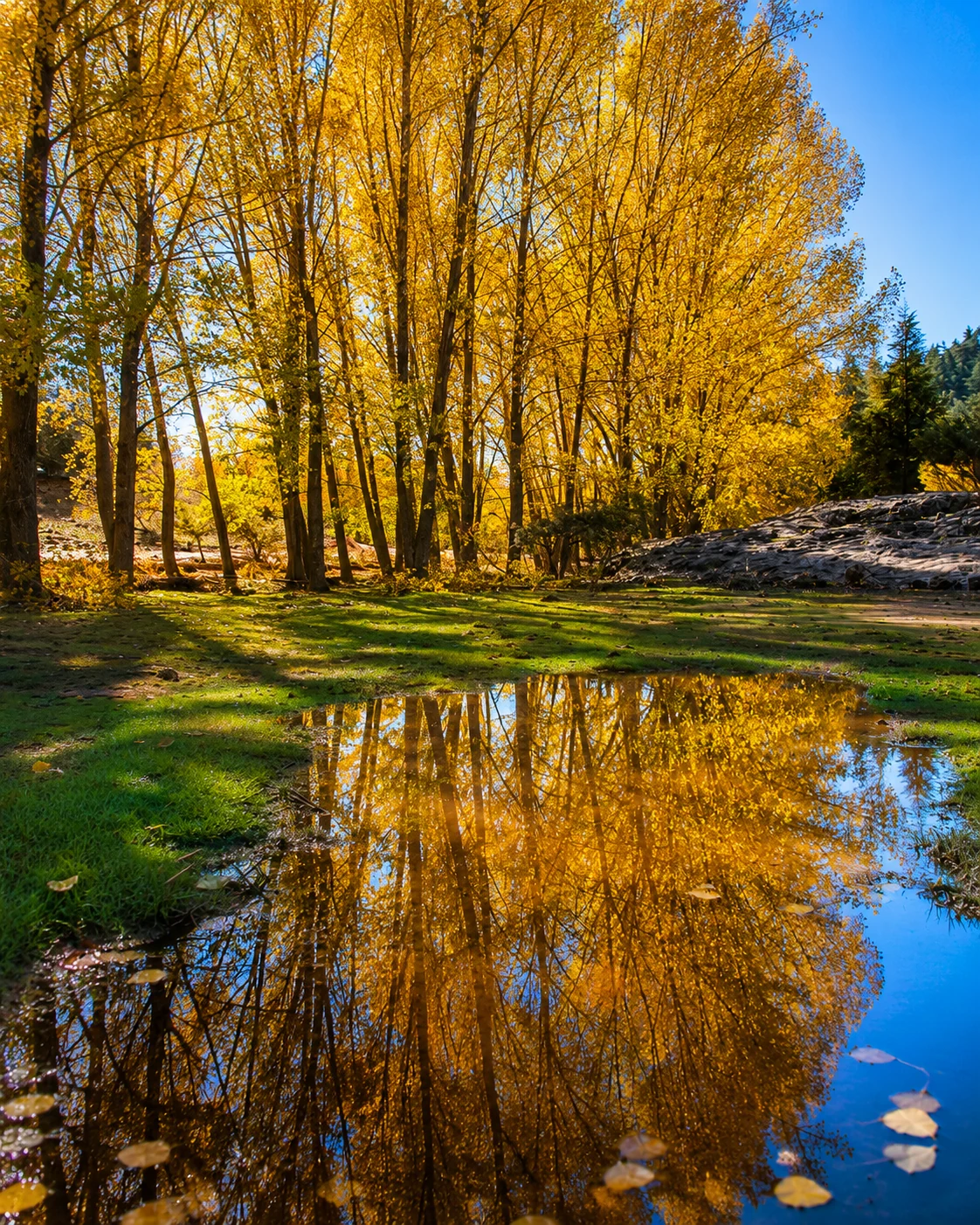 Dayet Aoua autumn lake and forest landscape near Ifrane, Morocco