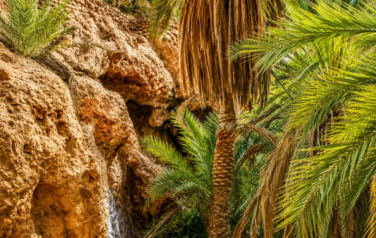 Palm Groves