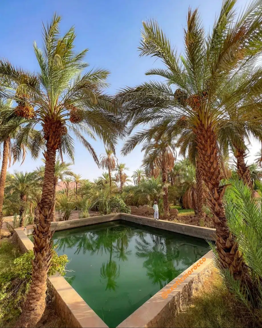 Palm oasis landscape in Morocco