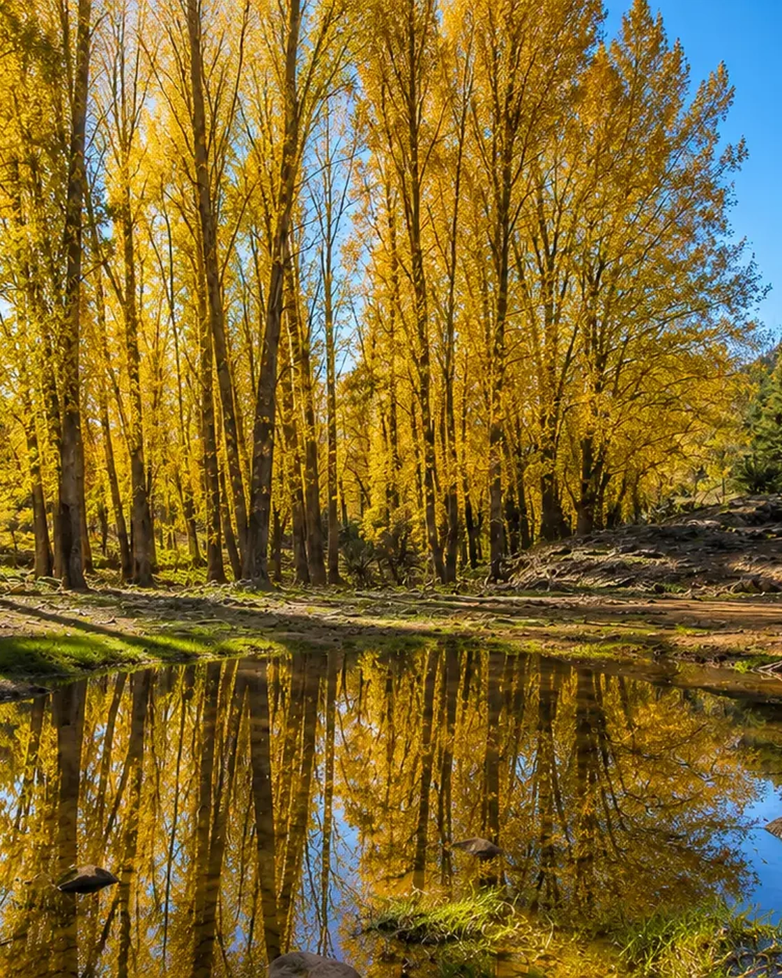 Ifrane National Park