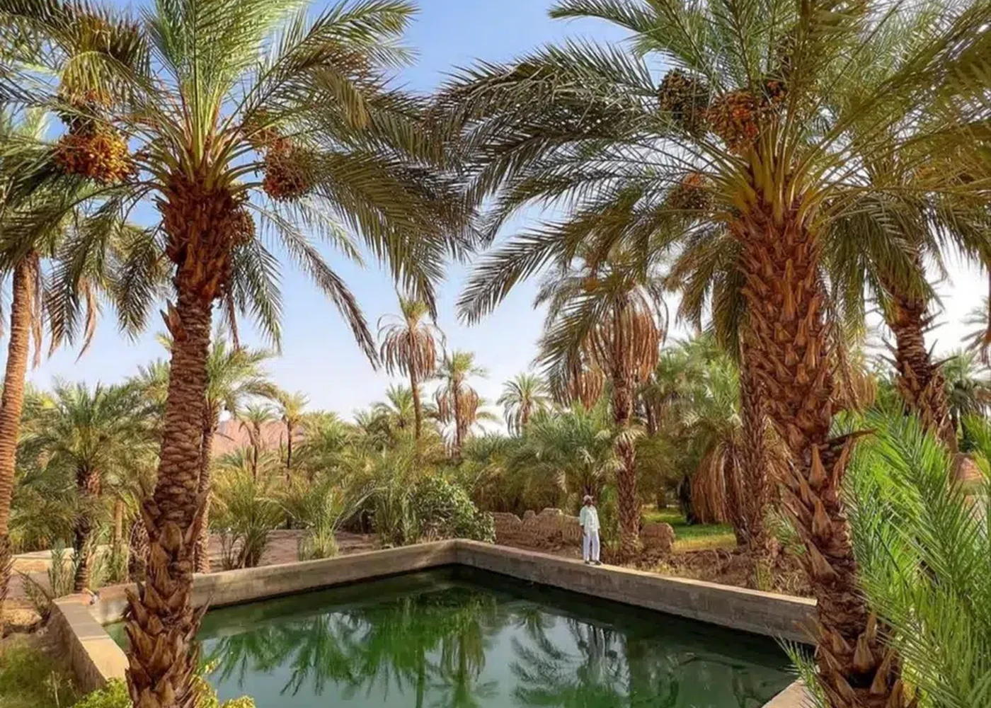 Palm cultivation makes water visible in an oasis landscape.