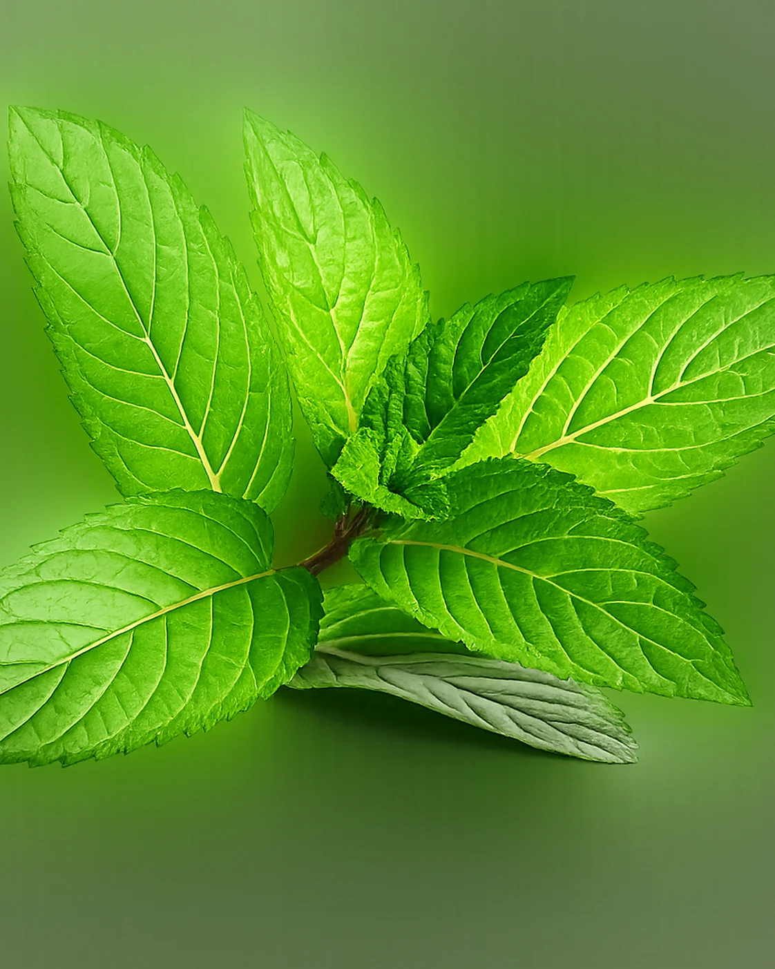 Fresh nana mint sprig