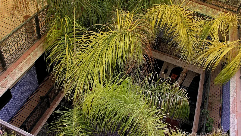 Planting in the courtyard of Riad Lalla Khiti, Marrakech, photographed in 2013.