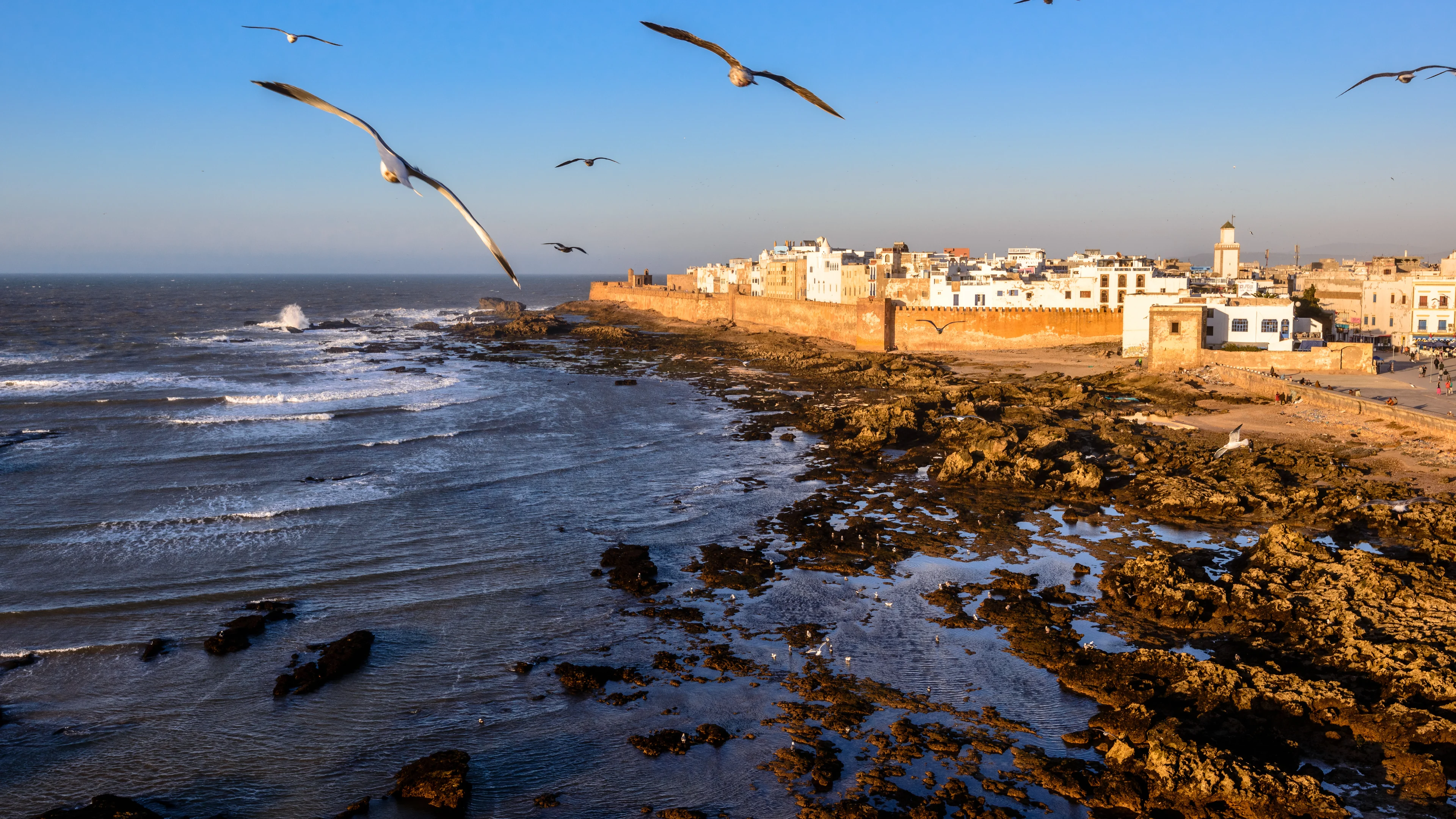 Gulls above the sea-facing ramparts of Essaouira