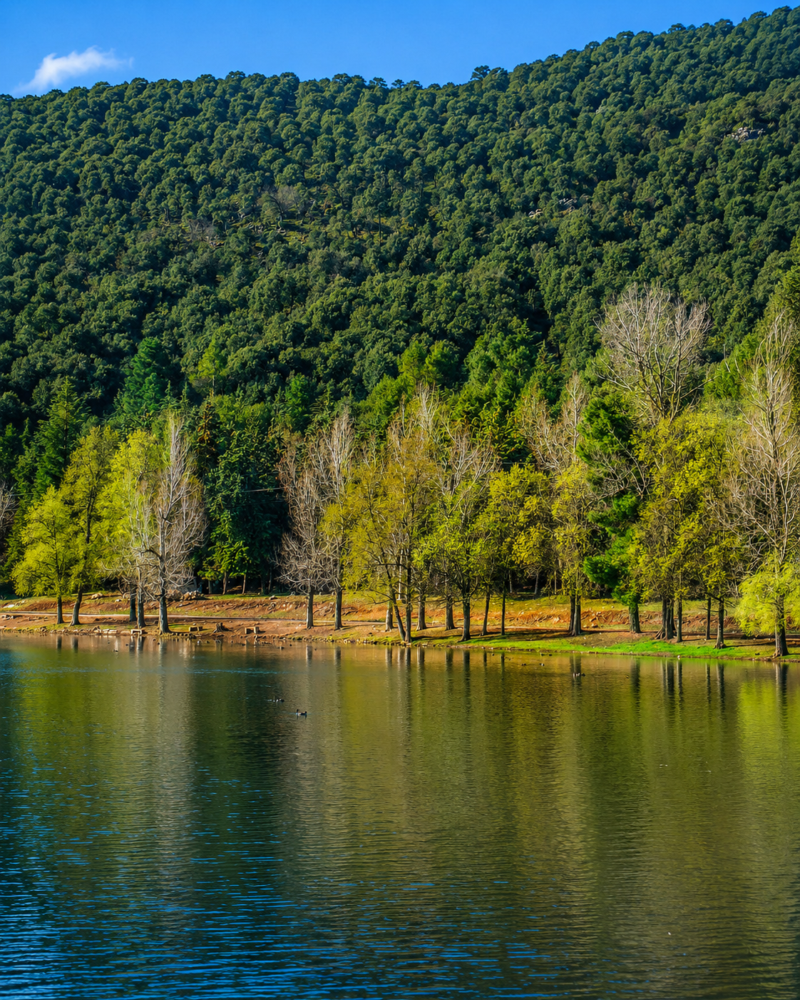 Forest and water landscape near Azrou