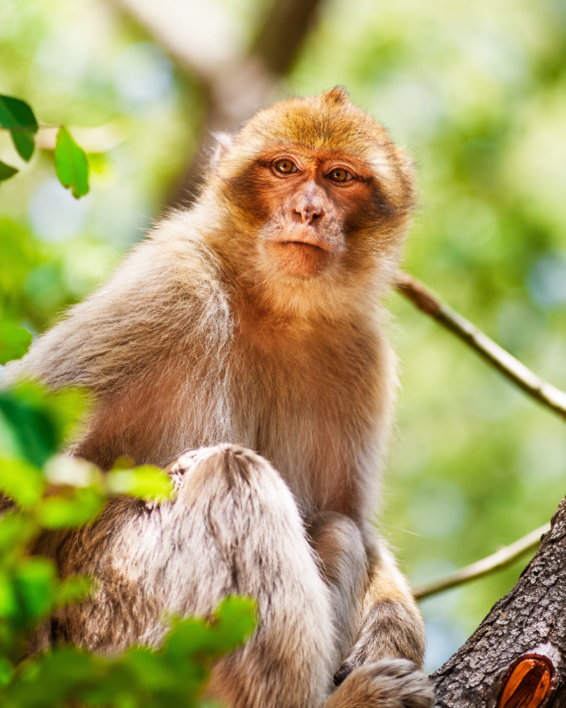 Barbary macaque among cedar forest greenery near Azrou