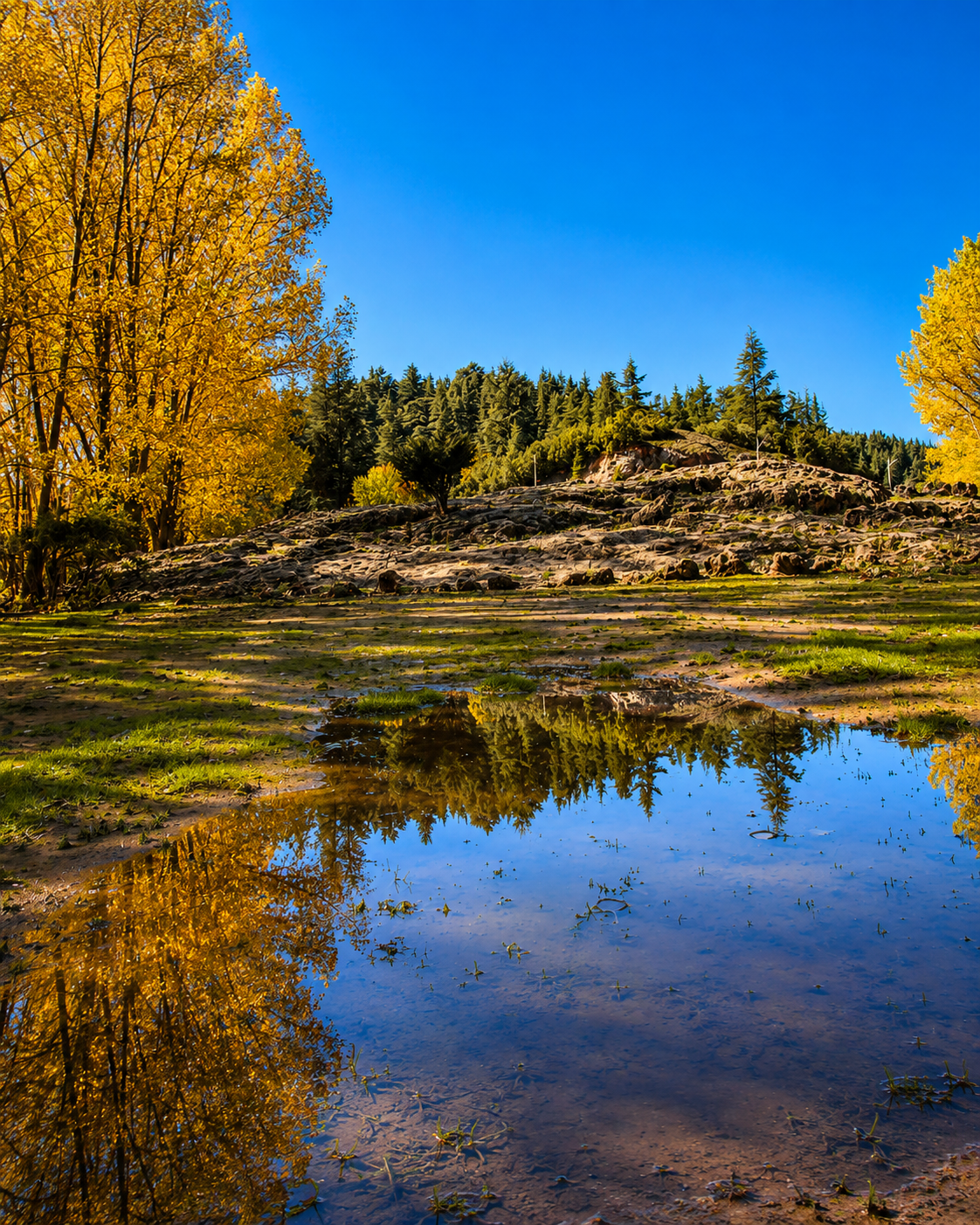 Still water and golden trees in the cedar landscape near Azrou