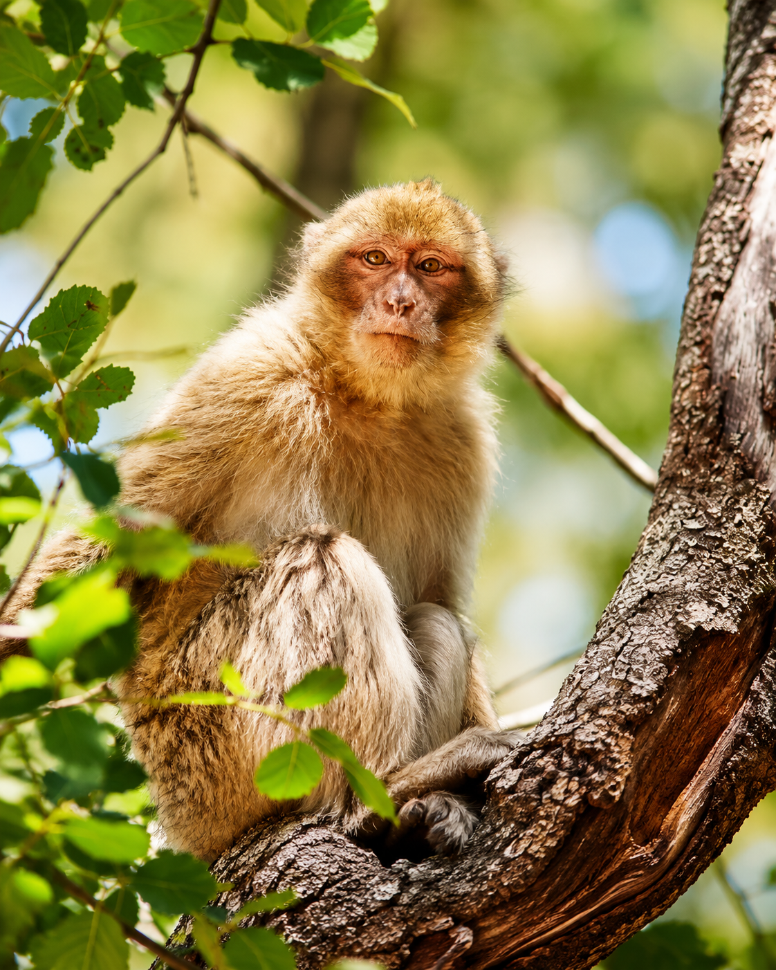 Barbary macaque on a cedar branch near Azrou