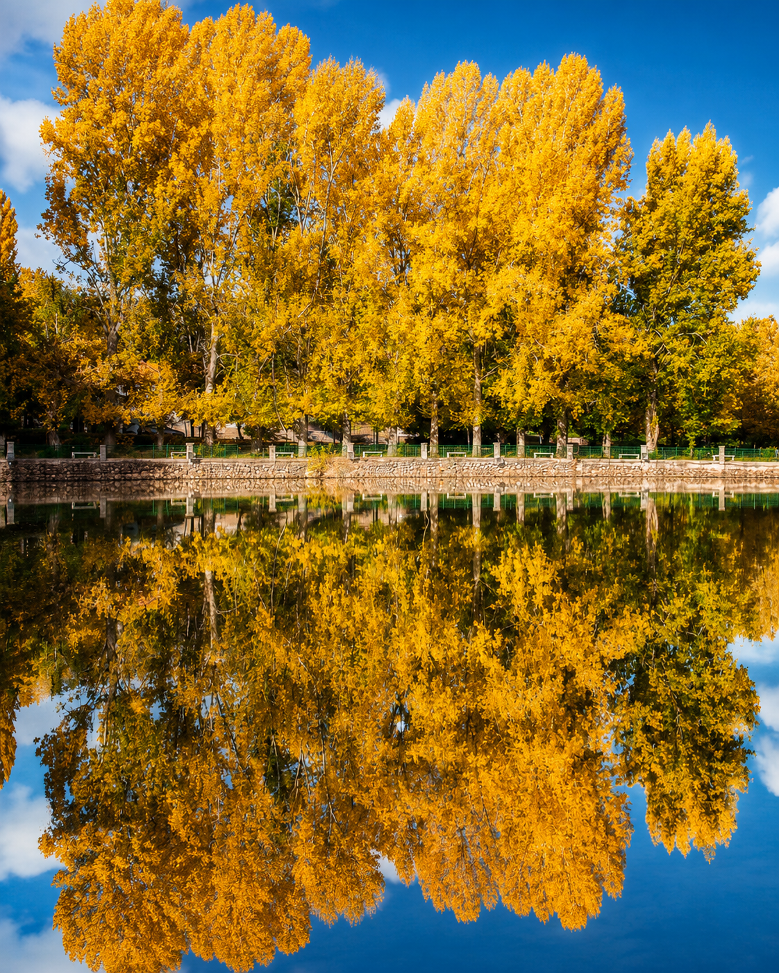 Golden lakeside trees in the Middle Atlas near Azrou