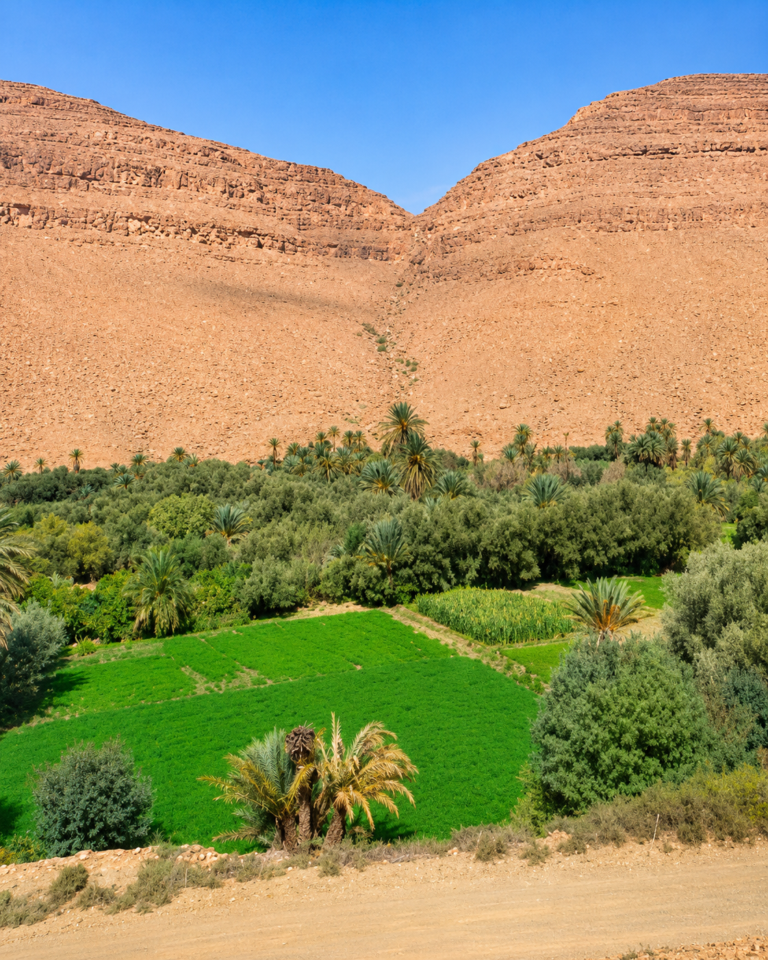 Irrigated green fields and palms along the Ziz Valley