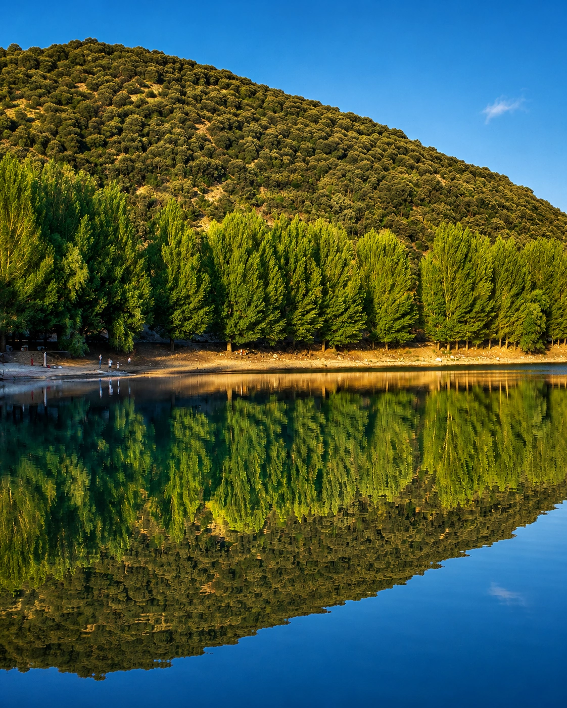 Cedar trees reflected in calm lake water near Ifrane