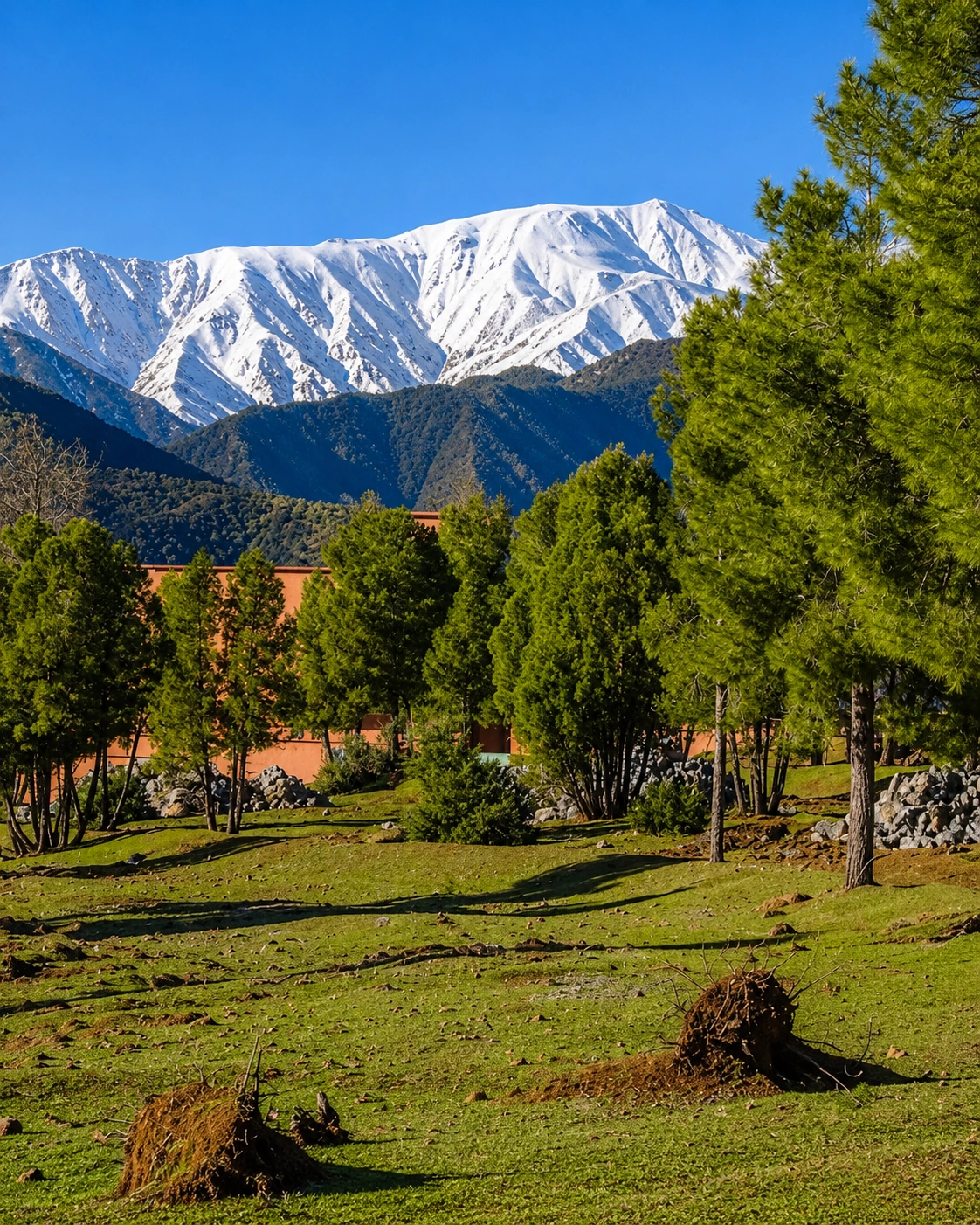 Snow-covered mountain and cedar foreground in the Ifrane region