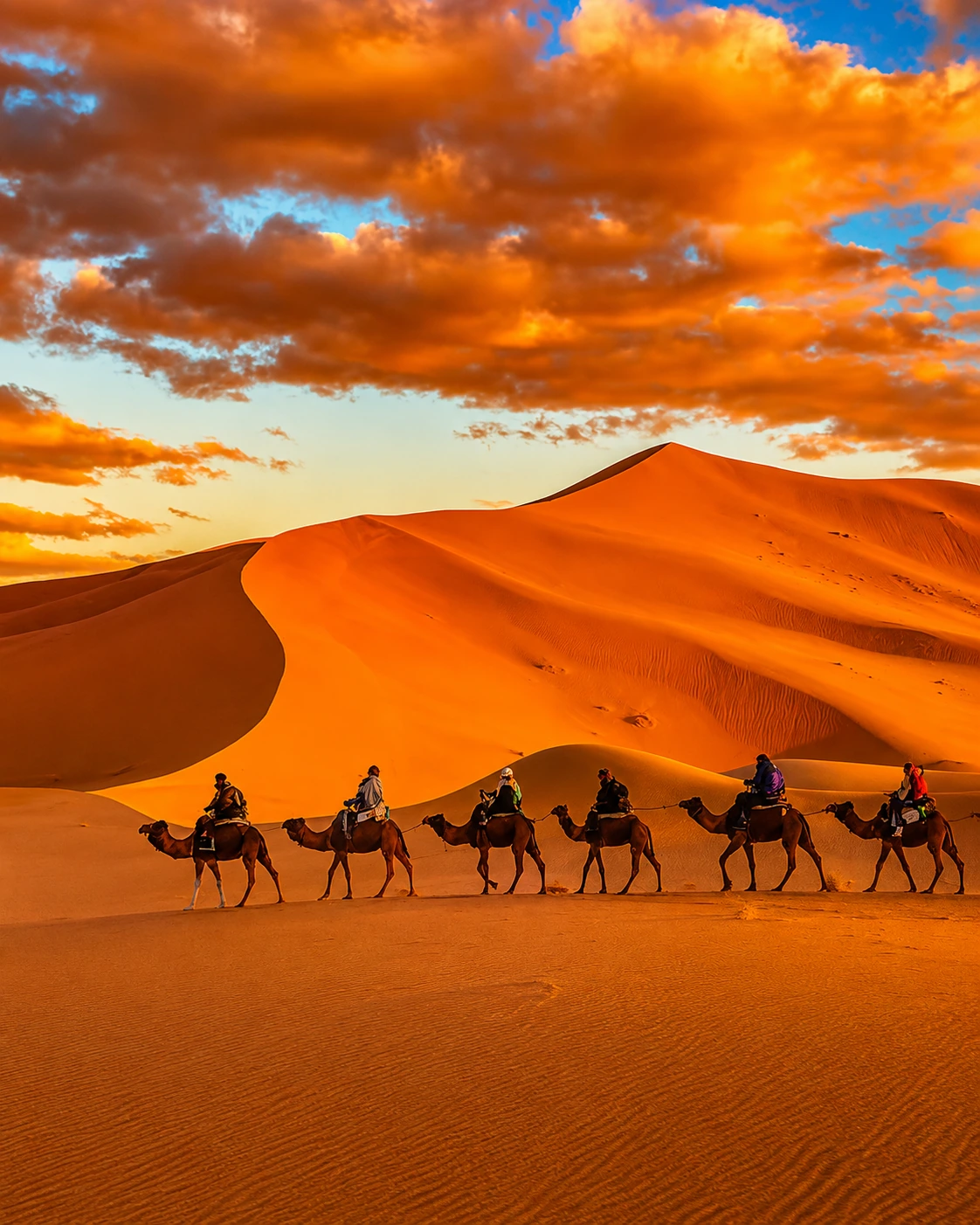 Camel caravan moving across Merzouga dunes at sunset