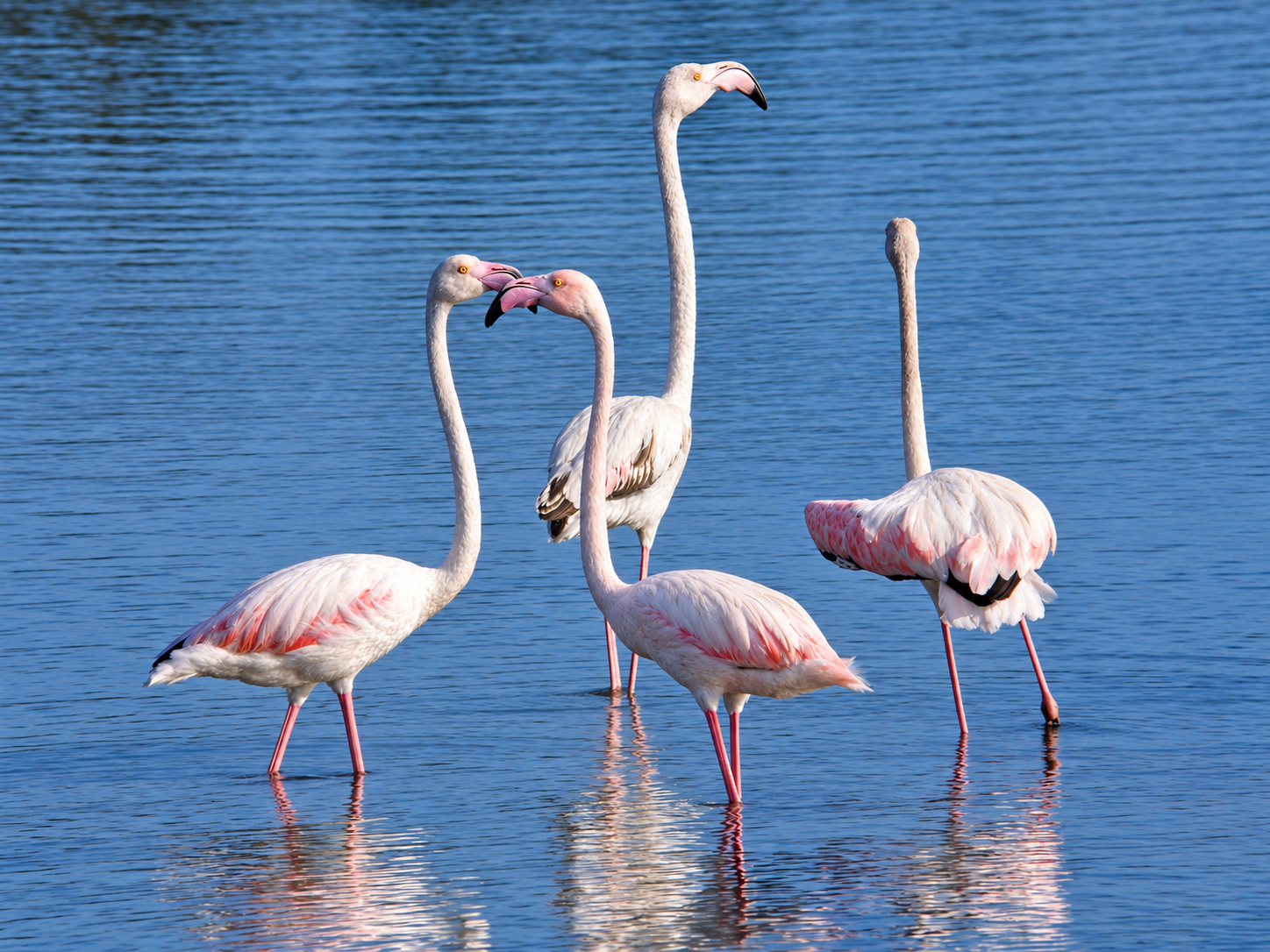 Four greater flamingos standing and feeding in shallow lagoon water