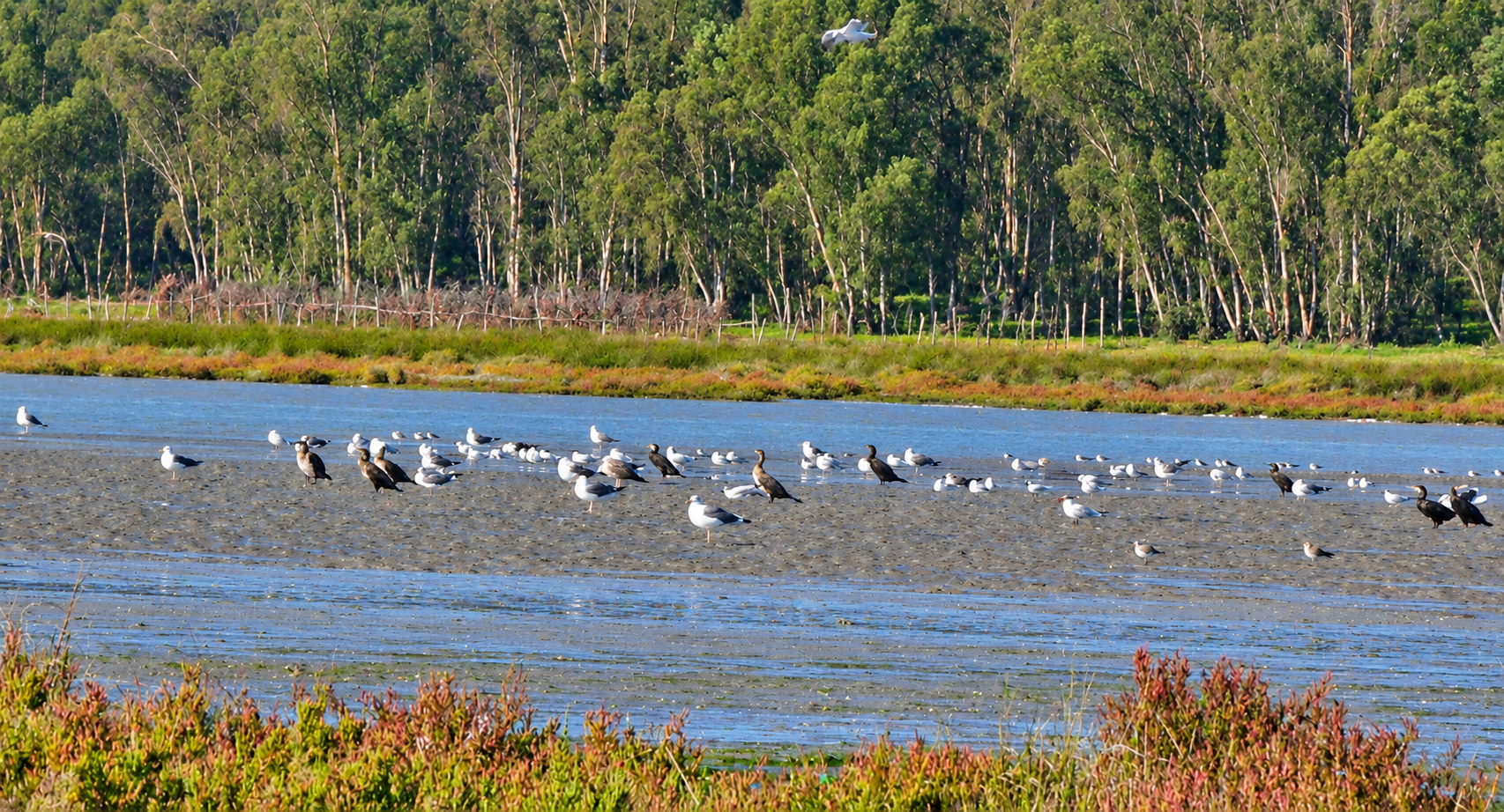 Cormorants and gulls resting on mudflats beside vegetated lagoon banks