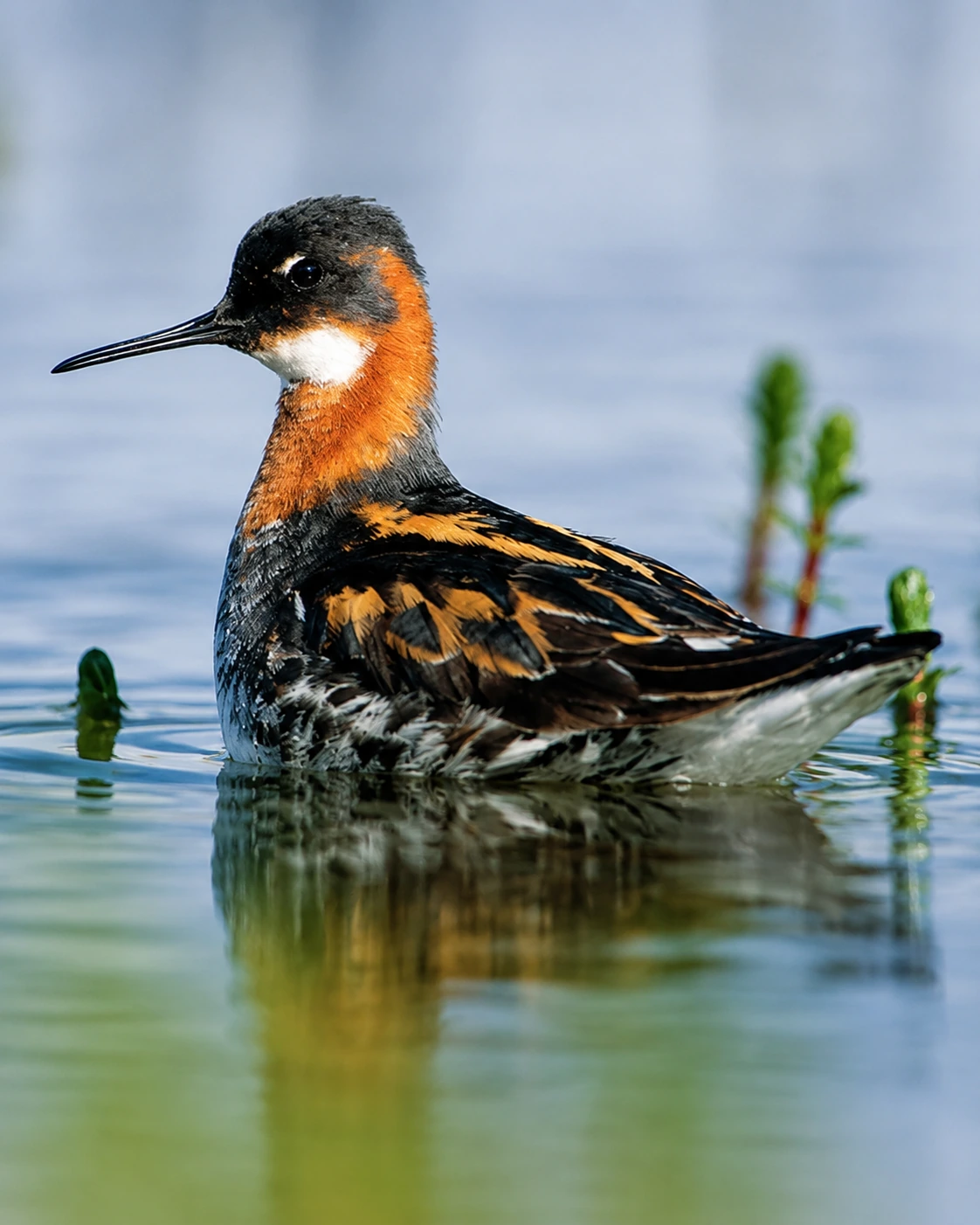 Wetland birdlife on Marchica Lagoon near Nador
