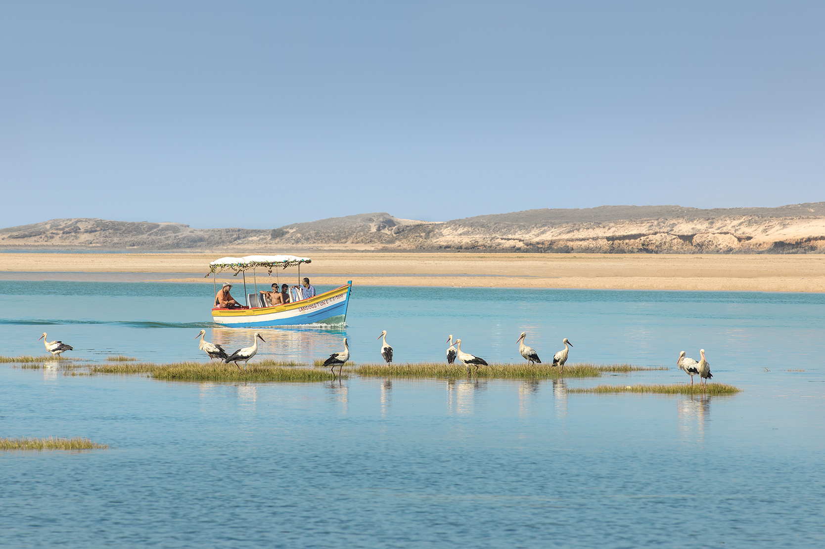 White storks on a grassy sandbank with a small boat crossing Oualidia lagoon