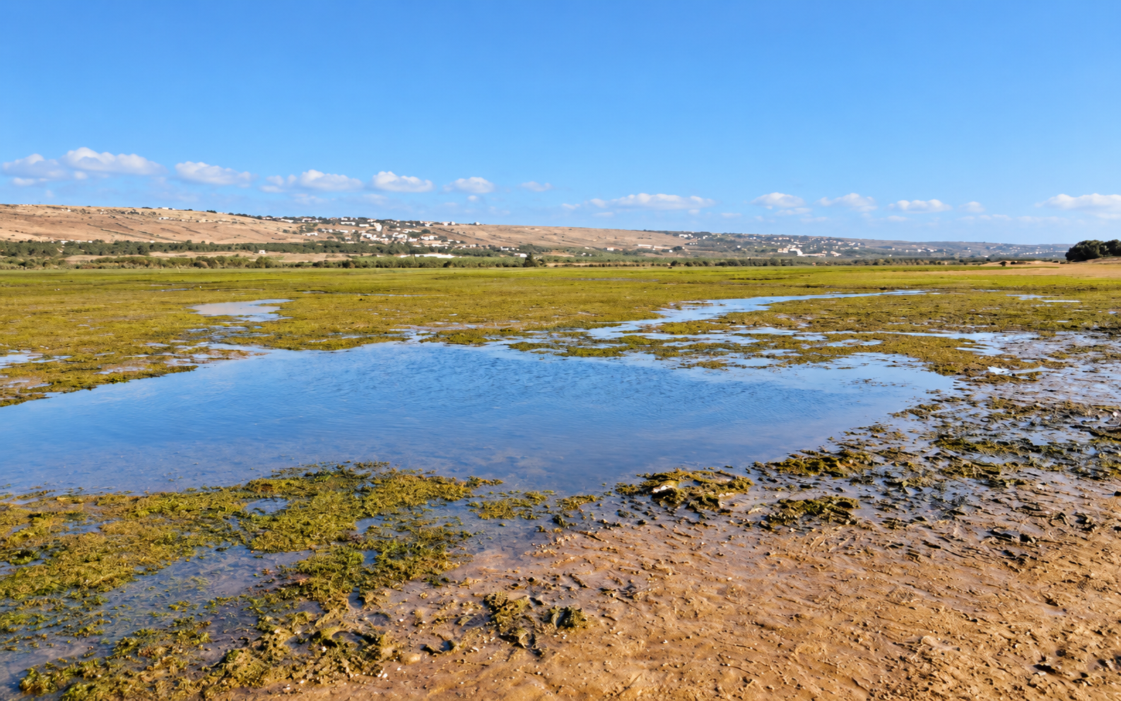 Tidal channels, mudflats and salt-marsh vegetation at Sidi Moussa lagoon