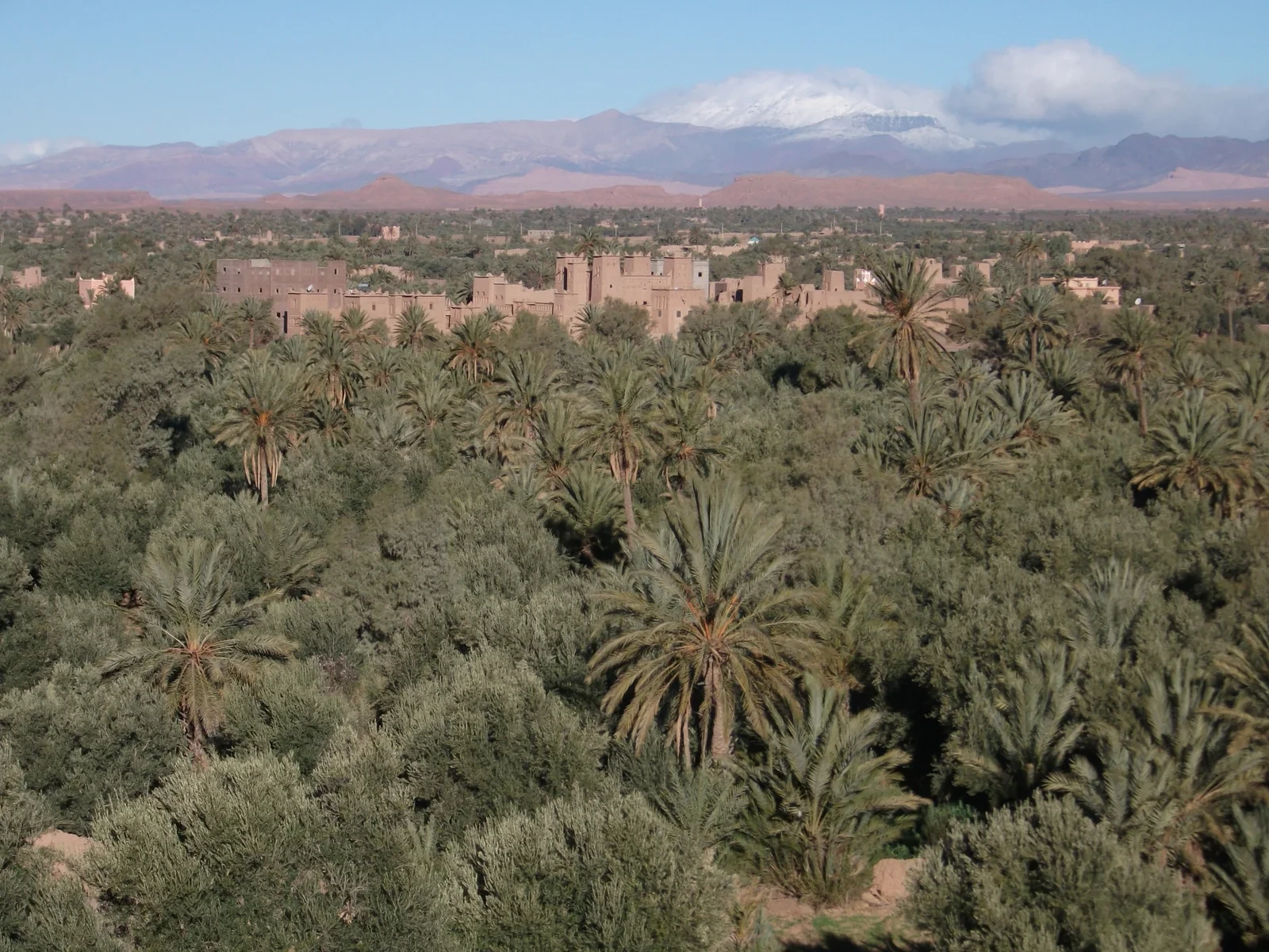 Palm grove with distant mountains in the Ouarzazate region