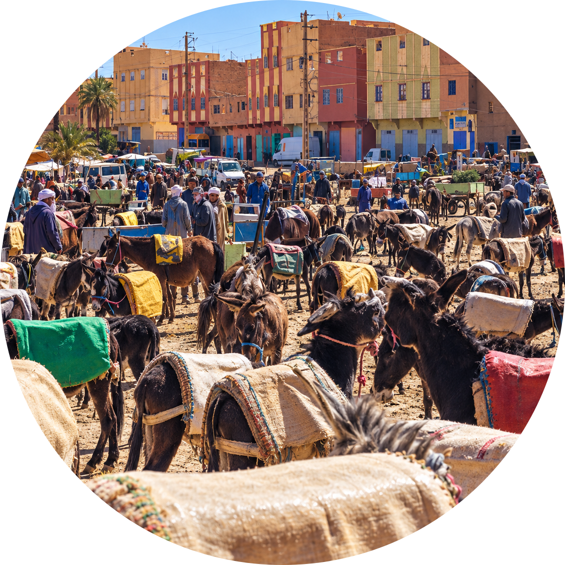 Donkeys and traders at the Rissani livestock market