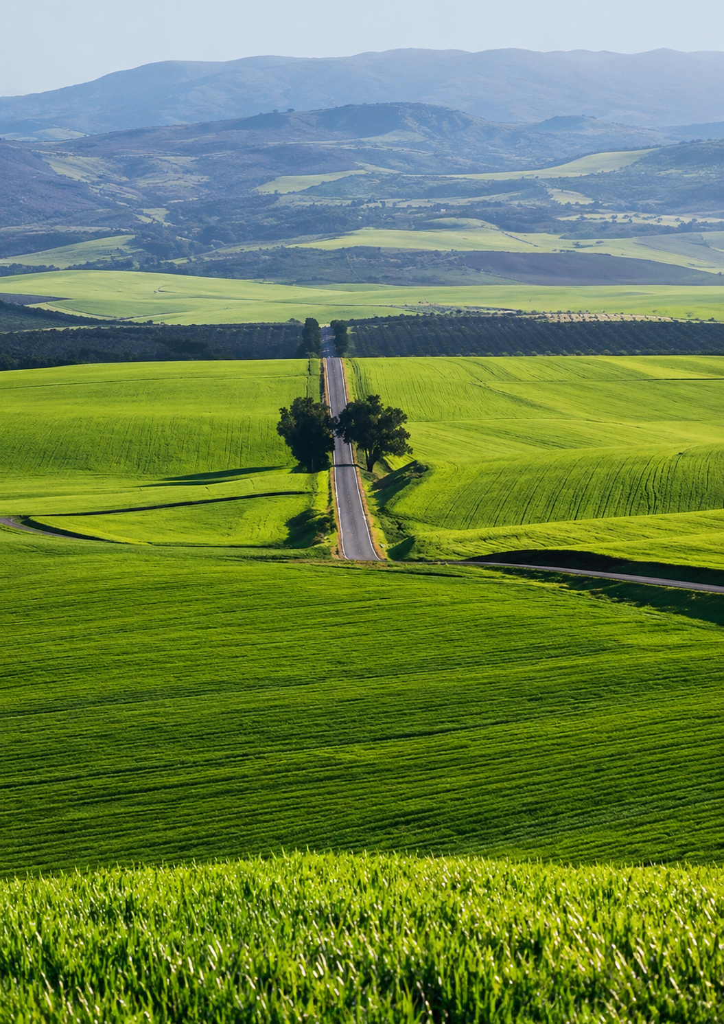 Cultivated green fields and a tree-lined road in the countryside