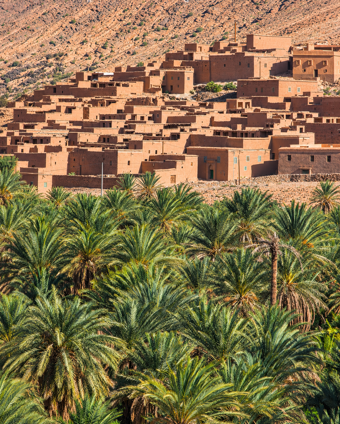 Dense palm crowns below earth-coloured village buildings and a rocky hillside, Akka Oasis context
