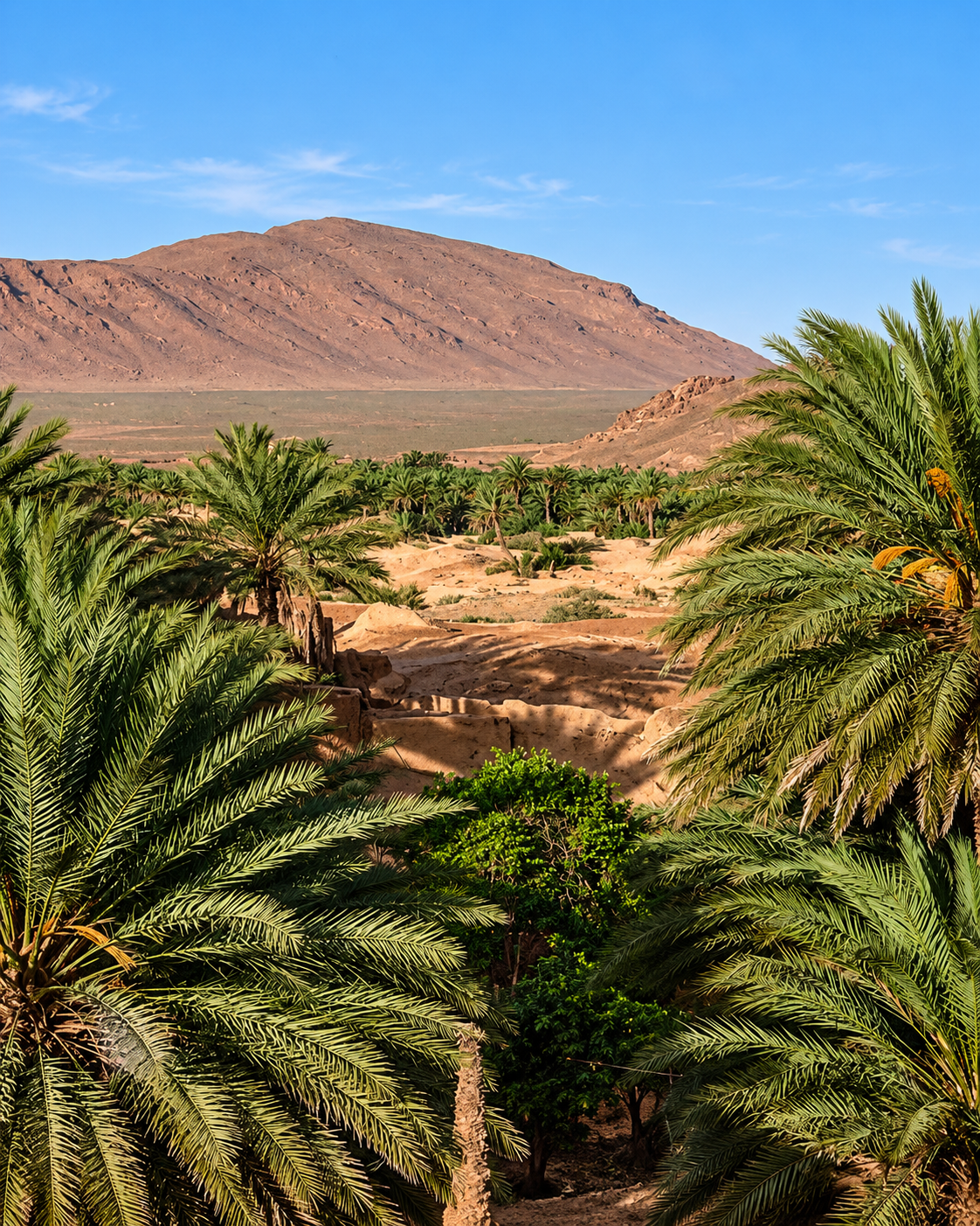 Palm crowns and low earthen boundaries in Assa Oasis beneath a bare rocky hill