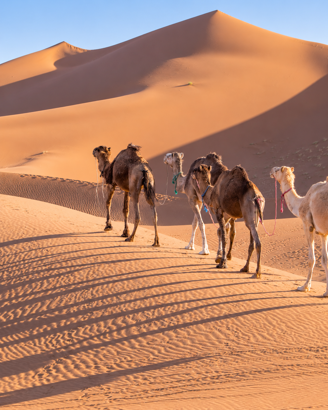 Camels crossing rippled sand beneath the high dunes of Erg Chigaga